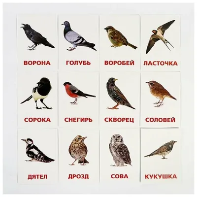 Обучающие карточки по методике Г. Домана \"Птицы России\", 12 карт, А6 —  купить в интернет-магазине по низкой цене на Яндекс Маркете