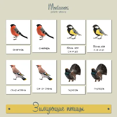 Птицы россии зимой фото фото