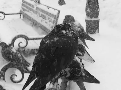 Зимующие птицы россии - 67 фото