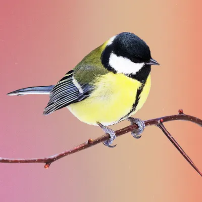 Синичкин день» — день встречи зимующих птиц — Пензенский государственный  краеведческий музей