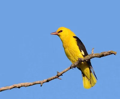 Сойка (Garrulus glandarius). Птицы Европейской России.