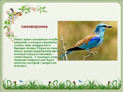 Синяя птица песчаных карьеров | KR-News.Ru - Информационный портал Ростовской  области