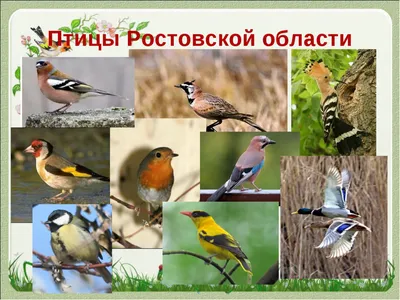 Птицы ростовской области watch online
