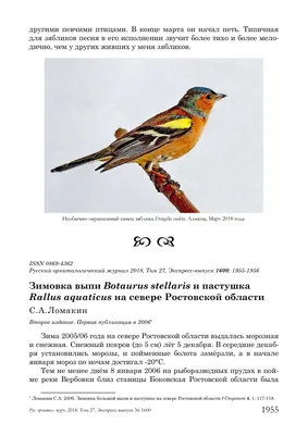 Птицы Ростовской области • О-природе.ру
