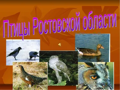 Хищные птицы Ростовской области - 40 фото