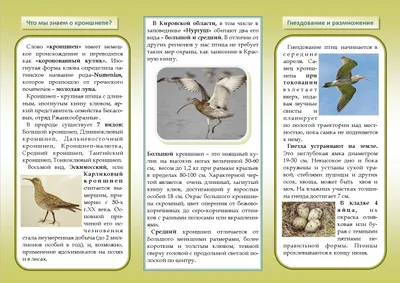 Птицы Ростовской области которых может встретить каждый ч.2 | Дикий  фотограф | Дзен