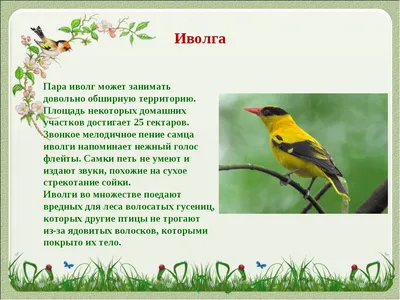 Зимующие птицы ростовской области - 76 фото