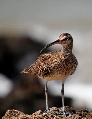 Бекас — болотная птица с длинным клювом - Я - Краевед