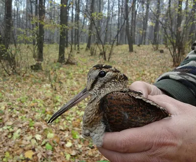 Необычных птиц с длинным клювом обнаружили жители Ставрополя - АТВмедиа