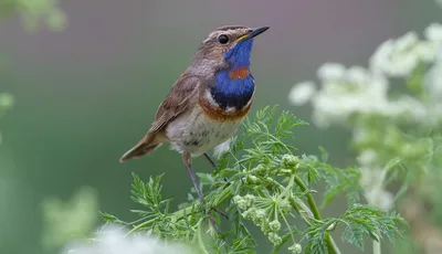 Варакушка – птица с голубой грудкой. Описание и фото варакушки