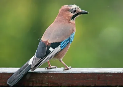 Коричневая птица с черно голубыми крыльями - 70 фото