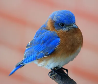 Маленькая синяя птичка - 75 фото