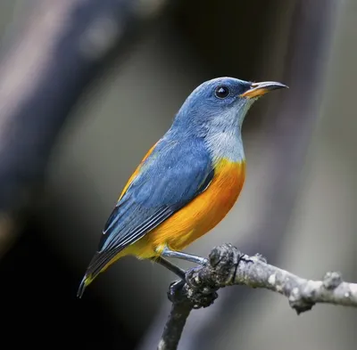 Птица голубая с желтой грудкой (83 фото) - красивые фото и картинки  pofoto.club