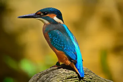 Птица с синей спинкой - красивые фото