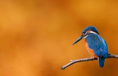 Топ-10 самых красивых птиц планеты: новости, птицы, красота, фото, рейтинг,  домашние животные