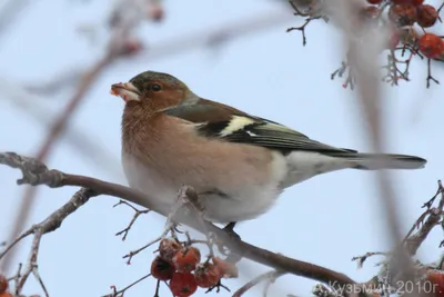 Вьюрковые (Fringillidae) - Воробьеобразные Passeriformes - Классификатор  птиц Таганрога и Неклиновского района - Птицы Ростовской обл.В основе-Птицы  Таганрога/Некл.р-на