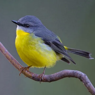 Маленькая серая птичка с желтой грудкой - красивые фото