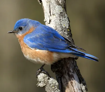 Птица с синей головой и оранжевой грудкой - картинки и фото poknok.art