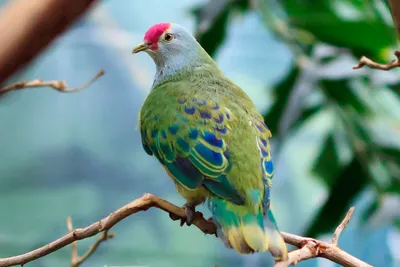10 самых красивых птиц Израиля - Jewish News