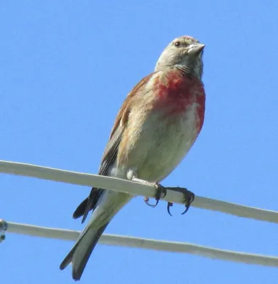 Лесная птица с красной грудкой (44 фото) - красивые фото и картинки  pofoto.club