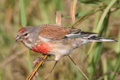 Птичка с красной грудкой и белым пятнышком на лбу — Авы и картинки