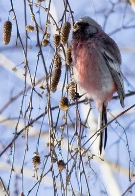 Тема: «Зимующие птицы»