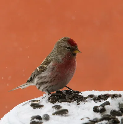 Ответы Mail.ru: как называется птица с красной грудкой, но не снегирь