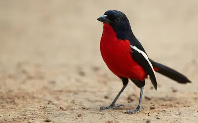 Коричневая птица с оранжевым хвостом - 64 фото