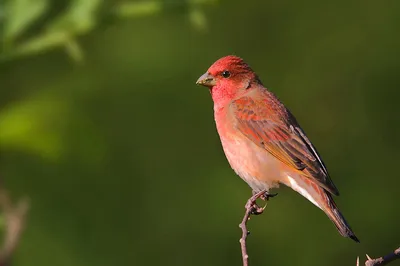Птичка с красной грудкой - 67 фото