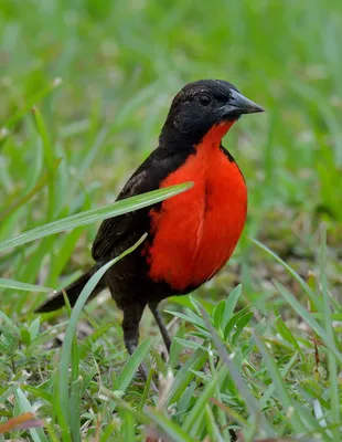 Малиновка птица с красной грудкой, фото и описание