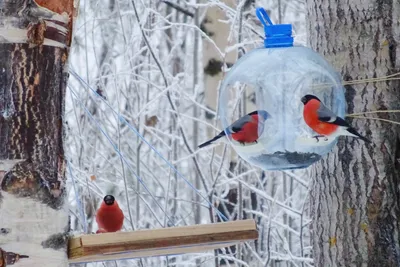 Зимующие птицы. Автоматизация звука Л | Открытые ладони