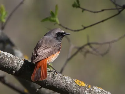 Вьюрковые (Fringillidae) - Воробьеобразные Passeriformes - Классификатор  птиц Таганрога и Неклиновского района - Птицы Ростовской обл.В основе-Птицы  Таганрога/Некл.р-на