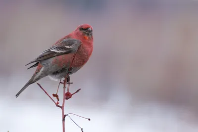 Маленькая птица с красной грудкой но не снегирь - картинки и фото poknok.art