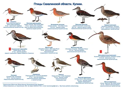 Наши замечательные соседи – звери, рыбы, птицы Сахалина... | Ых-миф (Сахалин)  - моя родина | Дзен