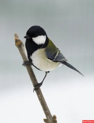 News | Фотографии природы и птиц Сахалина