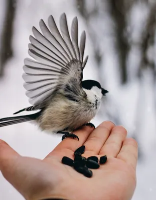 CitySakh.ru - Сотрудник заповедника «Курильский» показал фото осенних птиц