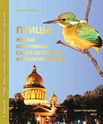 Птицы Санкт Петербурга — Gorodprizrak