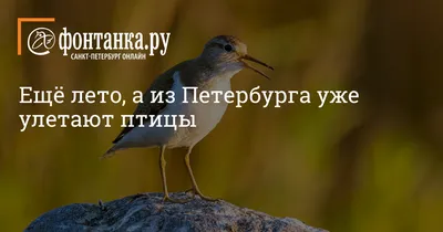 Краснокнижная хищная птица поселилась в Приморском районе Санкт-Петербурга  - KP.RU