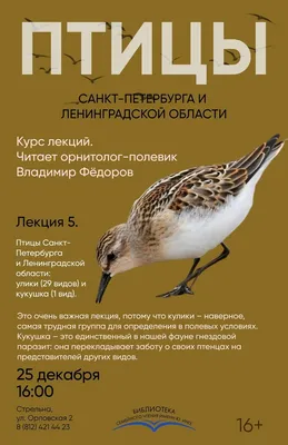 Городские птицы виды - картинки и фото poknok.art