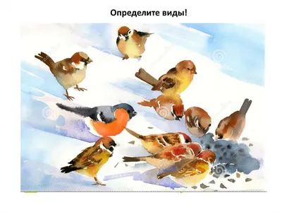 Птицы Ленинградской области и Санкт Петербурга - фото с названиями и  описанием