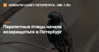Птицы Санкт-Петербурга и Ленинградской области: фото с названиями и  описаниями