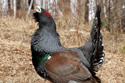 Каких редких птиц можно встретить на территории Петербурга - Российская  газета