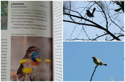Птицы Санкт-Петербурга и окрестностей. Часть 1 | Взгляд на мир через  об'ектив | Дзен