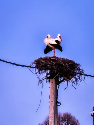 Редкая птица залетела на Белое озеро в Гатчине - Гатчинская правда