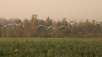 В Ленобласть возвращаются аисты | Санкт-Петербург Центр