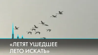 Перелетные птицы улетают из Петербурга и Ленобласти - 25 августа 2023 -  Фонтанка.Ру