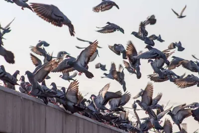 Птицы Новгородской области / Birds of Novgorod Oblast's Journal ·  iNaturalist