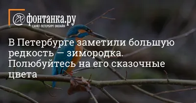 Знаете, как подкармливать птиц, которые остаются зимовать в Петербурге и  окрестностях? | Санкт-Петербург Центр