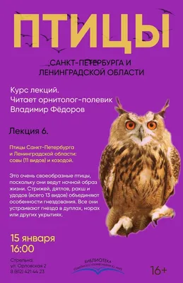 В Петербурге заметили большую редкость — зимородка. Полюбуйтесь на его  сказочные цвета - 23 ноября 2020 - Фонтанка.Ру