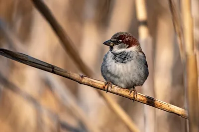 Passer domesticus — домашний воробей — вид воробьиных птиц семейства  воробьиных. | Премиум Фото